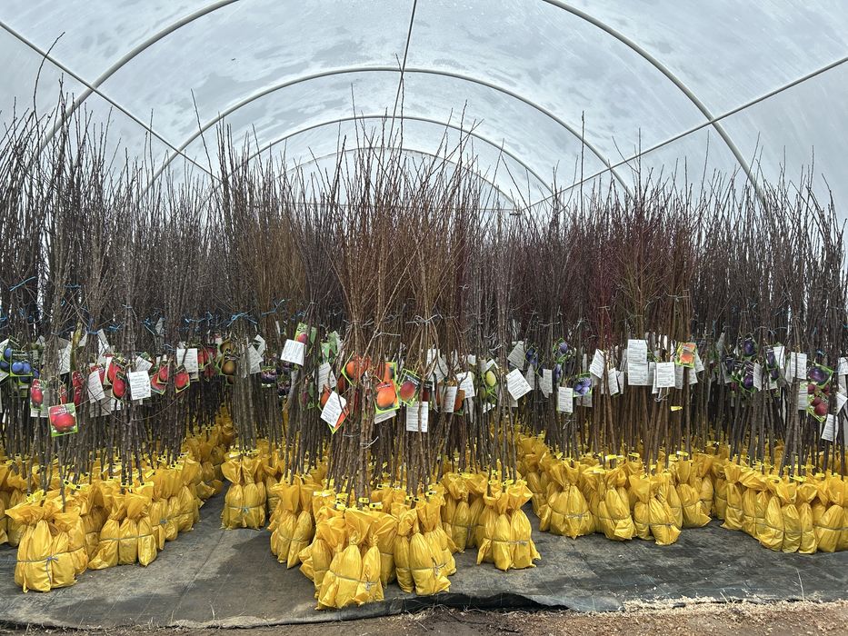 Vand pomi fructiferi ambalati