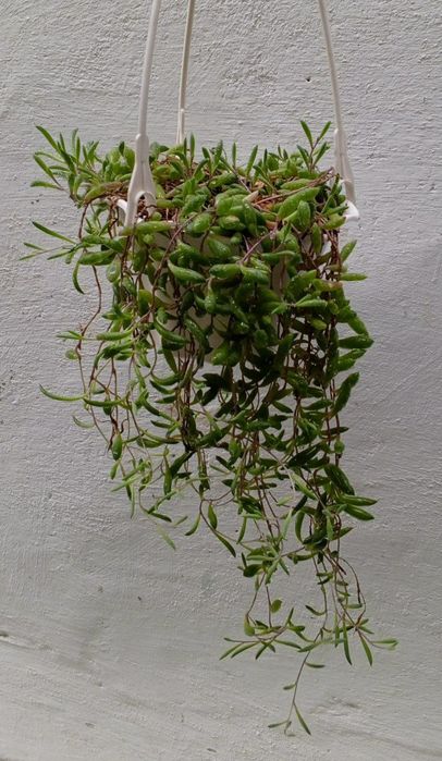 Оттона мясистая (othonna capensis 'ruby necklace'). Цветы для дома.