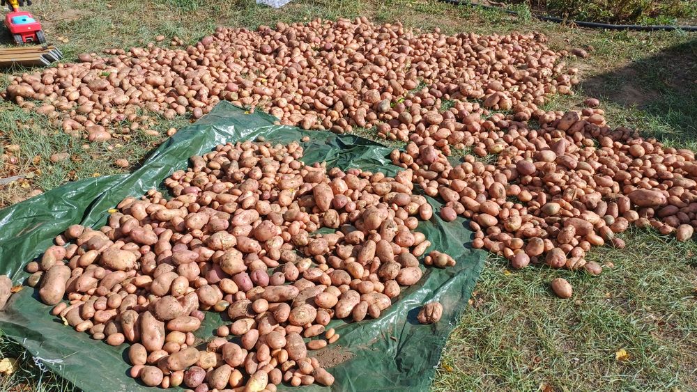 Продам домашнию кортошку цвет розовый