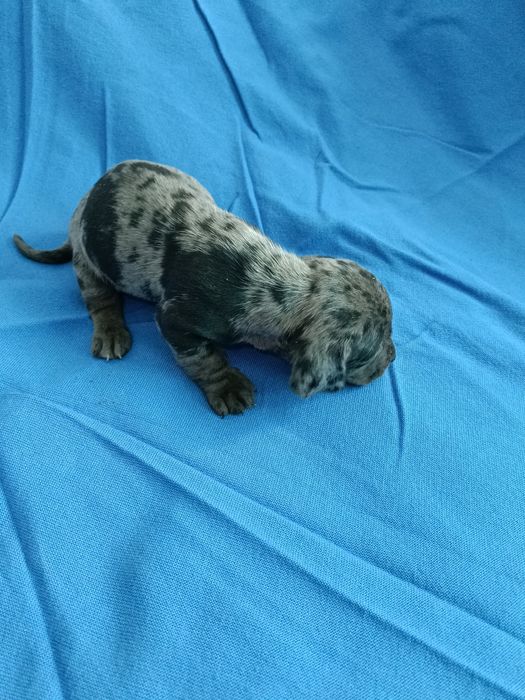 Teckel mini arlequin merle tekel mini pitic blue eyes ochii albastrii