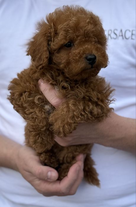 Băietel Poodle TOY - cu pedigree!