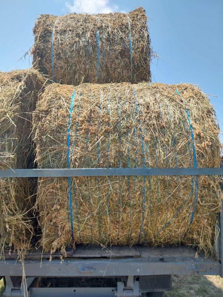 Baloti mega lucerna de vanzare 150/125