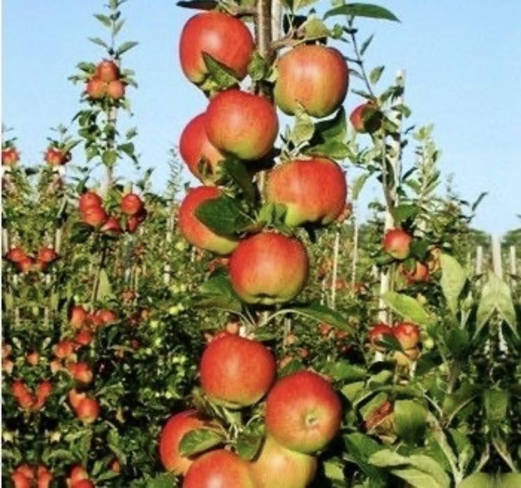 Pomi columnari diferite soiuri si fructe