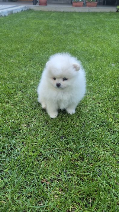 Женско померанче,померан