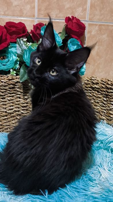 Домашняя Рысь- ЧЁРНЫЙ Мейн - Котята