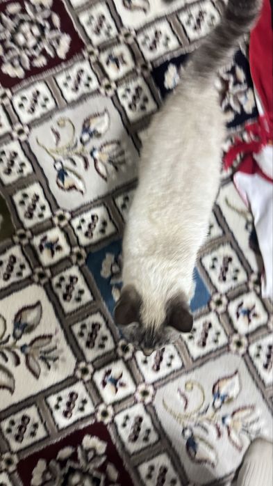 Scotish fold short hair pruvaznoy onasi fold otasi straight