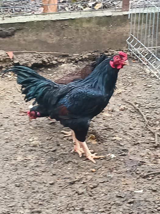 Găini combatante indiene