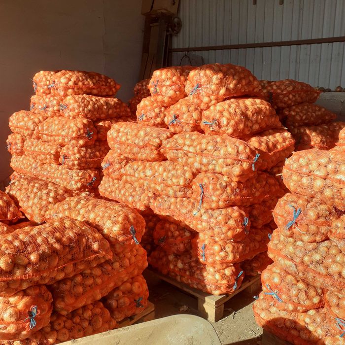 Ceapa plata stuttgart