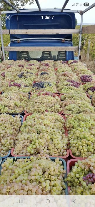 Producător vănd struguri de vin alb și negru