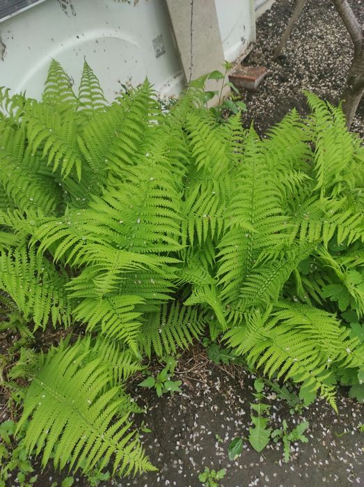 Продам Папоротник