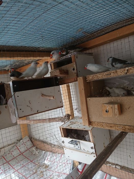 Tayyor ishlab turgan amadinkalar sotiladi soglom parasi 100 ming