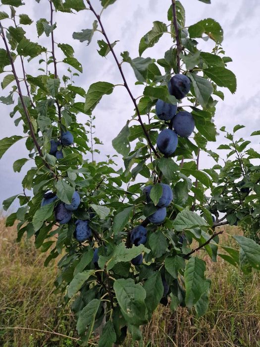 Vand teren extravilan Urseni 2163mp