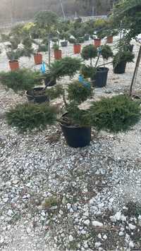 Enupar bonsai vindem en-gros