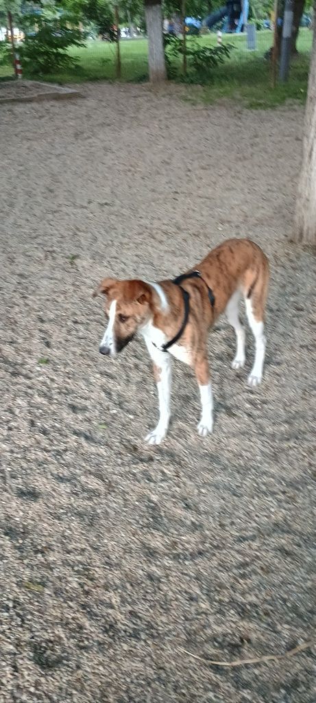Adopții- animal de companie