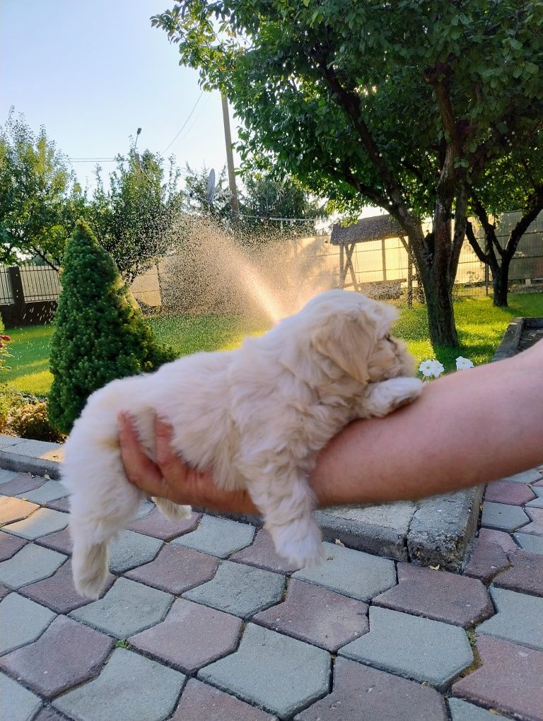 Schimb cățel/ușă, vârstă 7 săptămâni, cu cățel/ușă