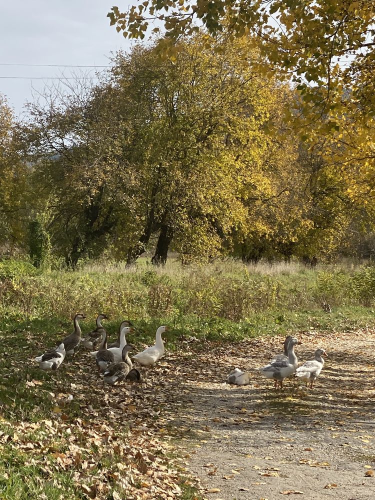 Къща в село Голец, обл. Ловеч
