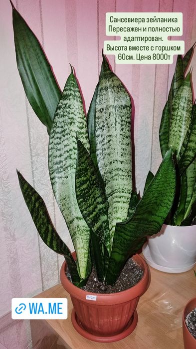 Сансевиера зейланика   Цветы для дома и офиса