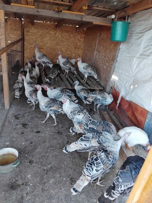 Vand 10 curci tineret