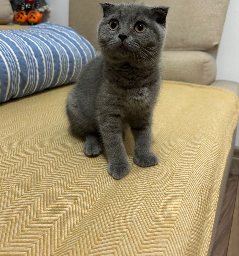 Scottish fold blue