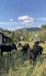 De vânzare vaci angus