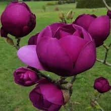 Magnolia Yellow River