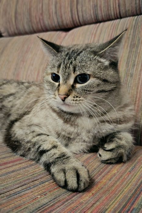 Дарю ласковую Кошечку