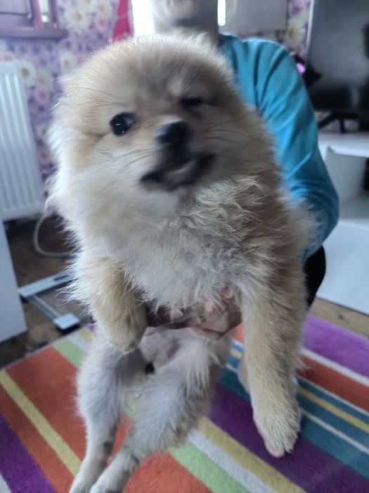 Мини шпиц/померан женски