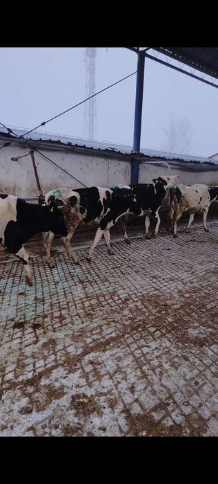 Femele- Holstein - Vaci in lactatie