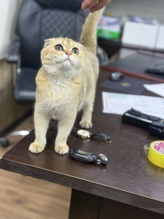 Продается катенок золотая шиншила фолд N 12