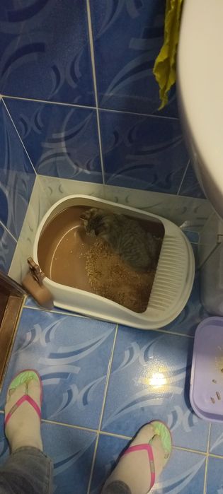 Котёнок мальчик в добрые руки