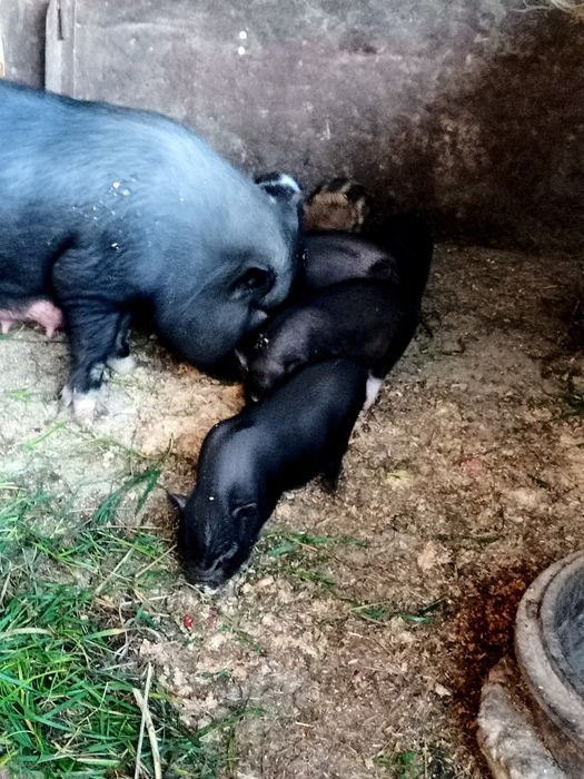 Виетнамски прасенца.