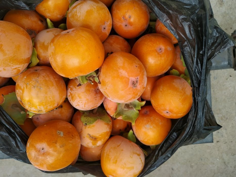 Xurma sotiladi dexqonchilik