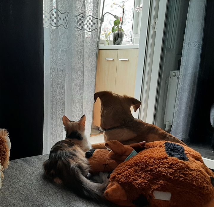 Pet sitter/ Cazare animale de companie