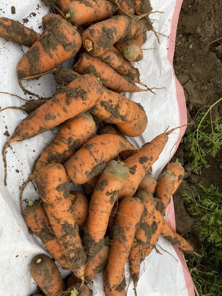 Продам отборный морковь