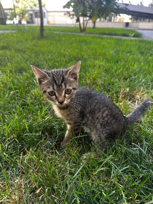 Котенок ищет дом