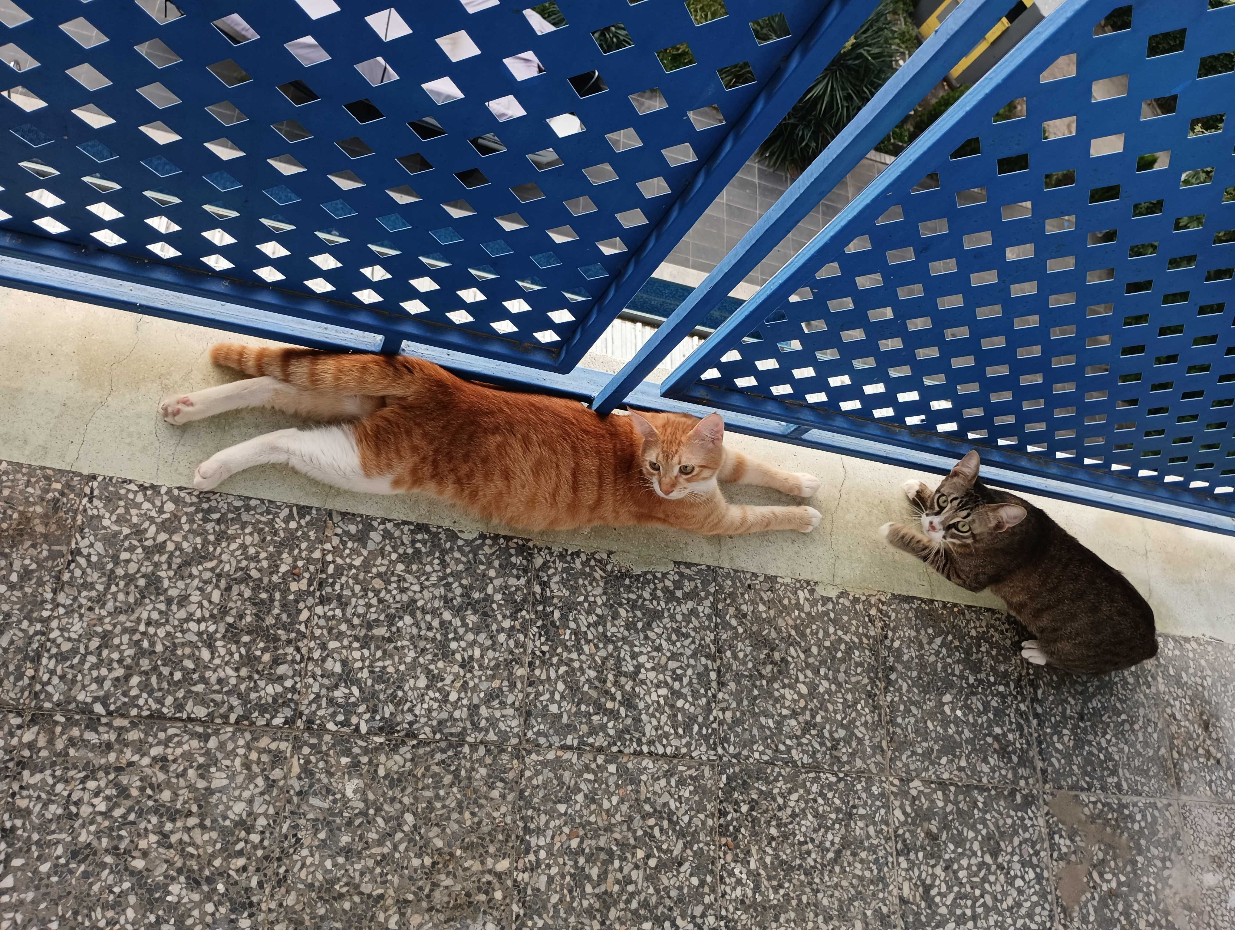 котки котки котки