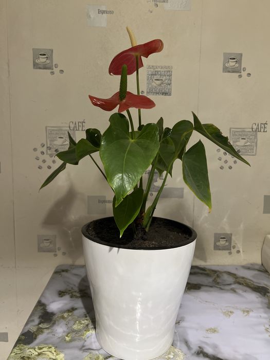 Продаю цветы Антуриум мужское счастье