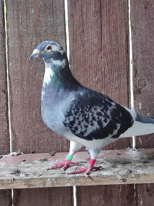 Vand  porumbei voiajori sport