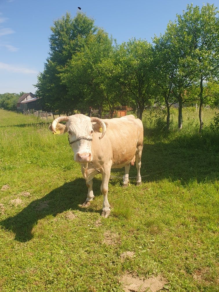Vând vaca baltata