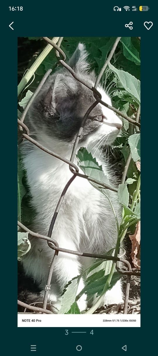 С ДОСТАВКОЙ отдам котят, привезу до подъезда!!!