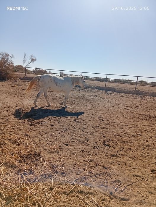 Ikalasiyam kata buğoz