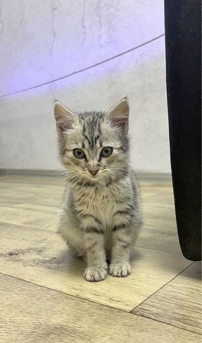 Отдадим котёнка в добрые руки