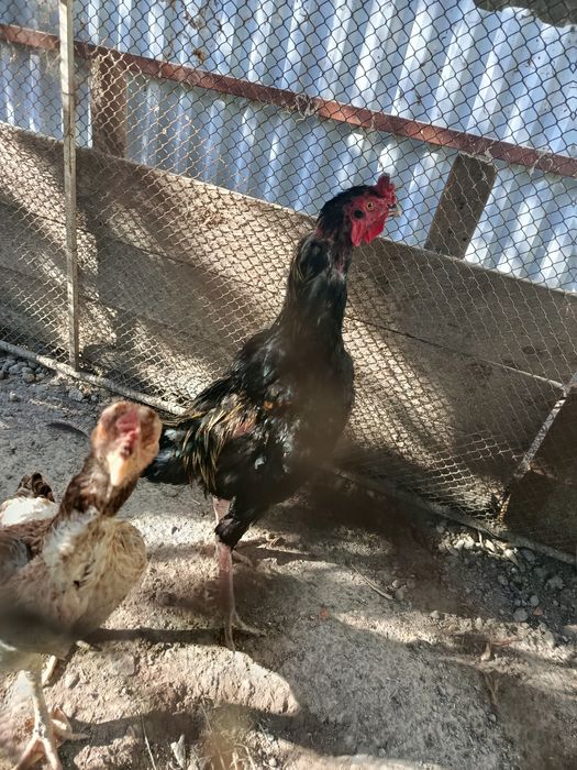 Kulangi Xuruz va Mokiyon