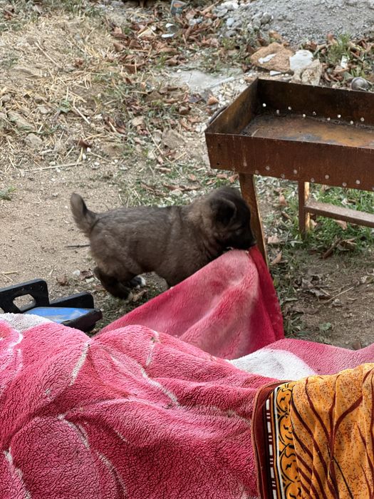 Щенок алабай кангал