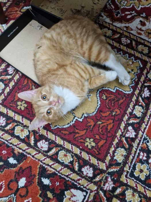 Donez pisici ,motani si pui  de 2-3 luni și mai mari de 1 an