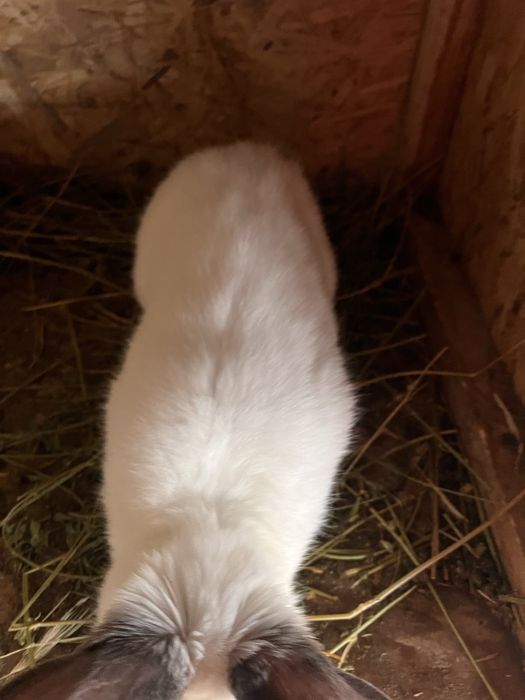 Iepuroi uriasi de transilvania