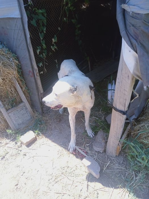 Meni. Itim. Eng. Zorlaridan