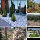 De vânzare gazon rulou, plante ornamentale, bolovani, piatra