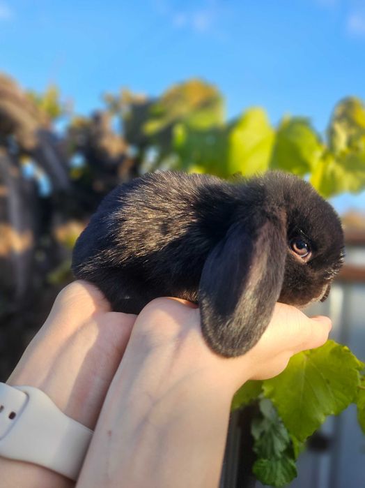 Vând iepurași Berbec German Uriaș și Berbec Pitic