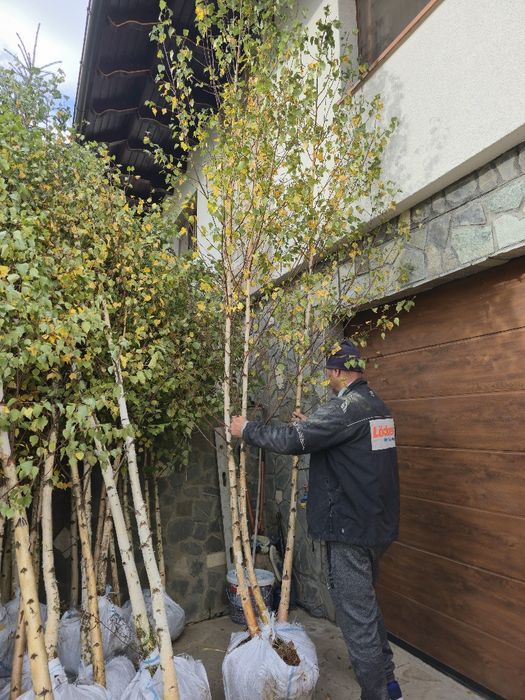 Tei Platan englezesc mesteacăn